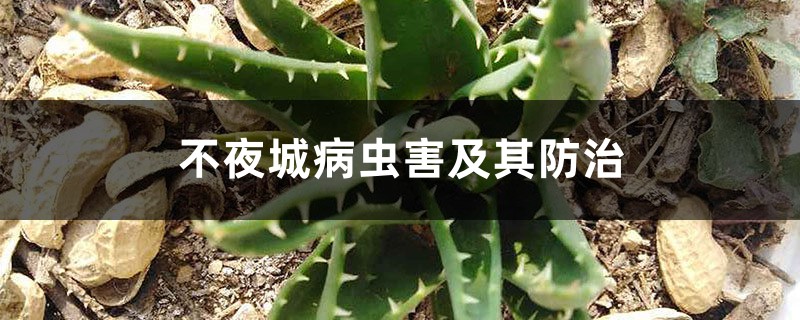 不夜城病蟲害及其防治