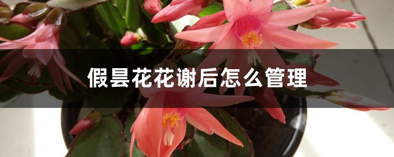 假曇花花謝後怎麼管理
