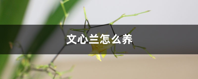 文心蘭怎麼養
