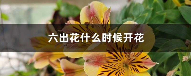 六出花什麼時候開花