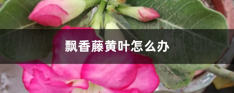 飄香藤黃葉怎麼辦