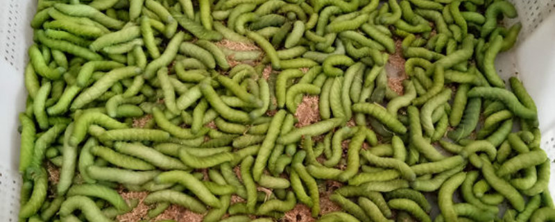 豆蟲是什麼，會危害哪些園林植物