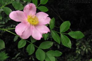 繅絲花怎麼修剪