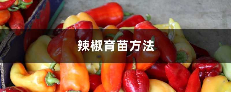 辣椒育苗方法和時間，有哪幾種方法