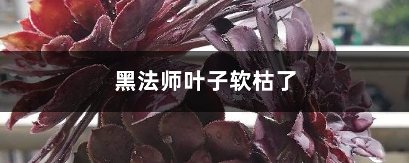 黑法師葉子軟枯了怎麼辦