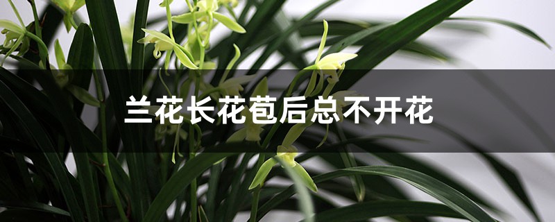 蘭花長花苞後總不開花是什麼原因，怎麼養才能開花