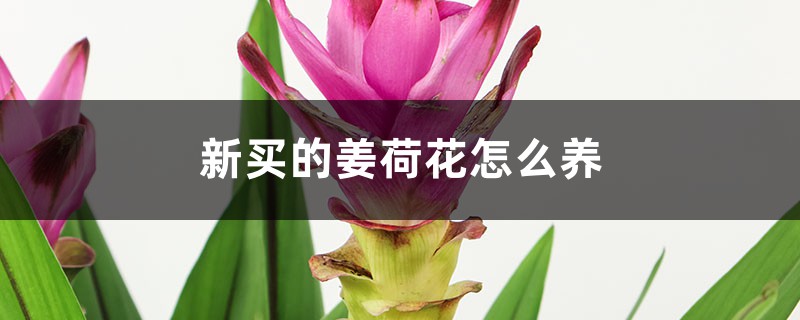 新買的姜荷花怎麼養