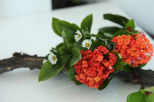 仙丹花什麼時候開花