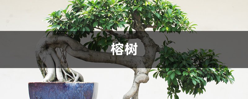 “榕樹”也能當盆栽？那當然，還特別好養，擺在家裡可有氣勢了