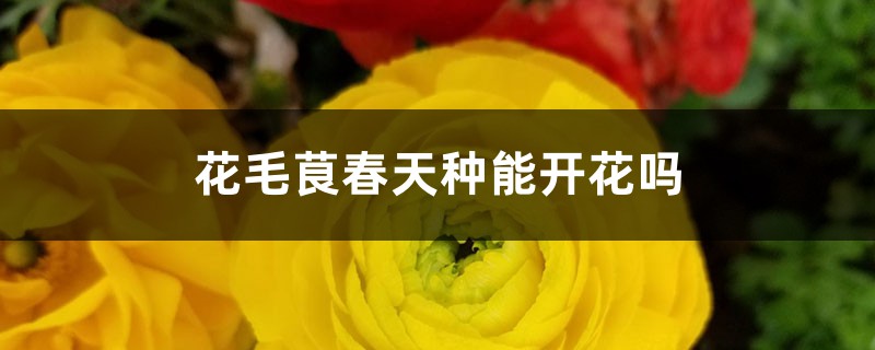 花毛茛春天種能開花嗎