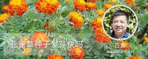 孔雀草種子發芽快嗎