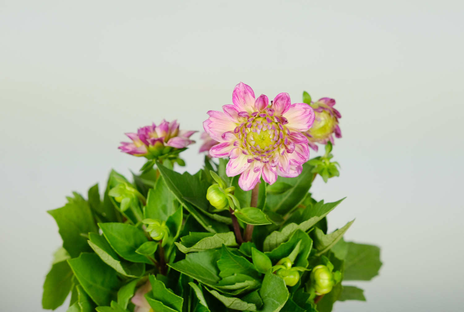 小麗花