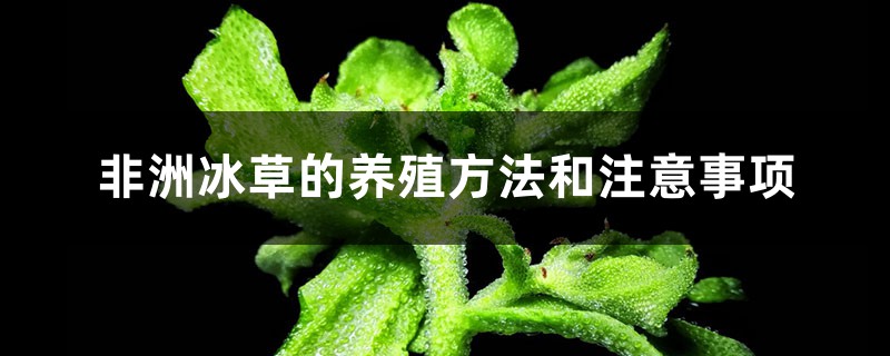 非洲冰草的養殖方法和注意事項