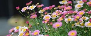 瑪格麗特花夏季怎麼養