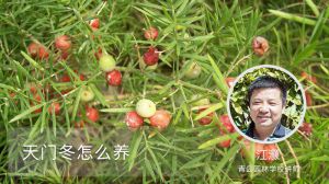 天門冬怎麼養