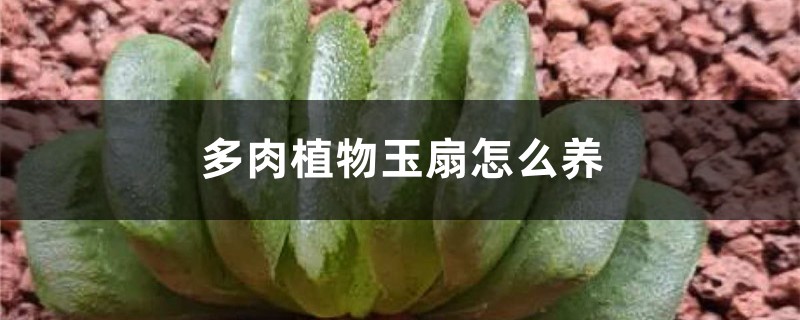 多肉植物玉扇怎麼養