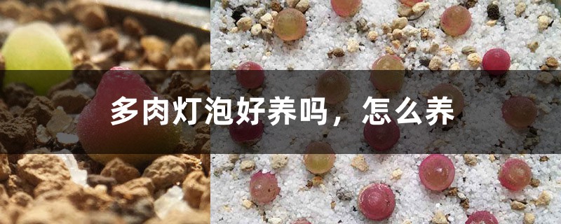 多肉燈泡好養嗎，怎麼養