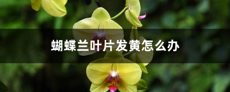 蝴蝶蘭葉片發黃怎麼辦，怎麼回事
