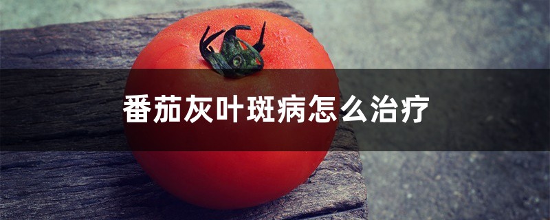 番茄灰葉斑病怎麼治療
