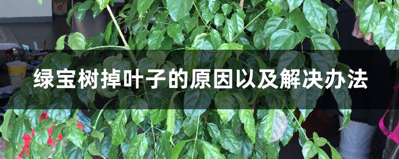 綠寶樹掉葉子的原因以及解決辦法，掉葉子還會長嗎