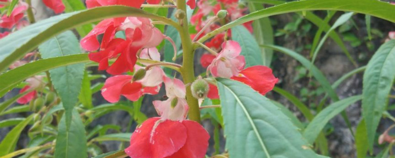 鳳仙花葉子卷邊乾枯該怎麼辦，葉子捲了是什麼原因