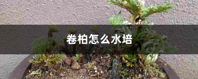 卷柏怎麼水培