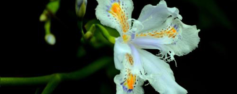 獨佔春冬天能開花嗎