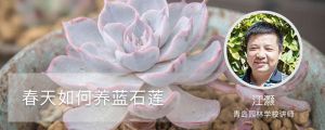 春天如何養藍石蓮