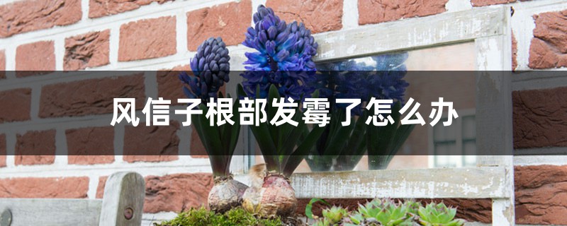 風信子根部發黴了怎麼辦，還能活嗎