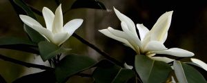 深山含笑爛根怎麼辦