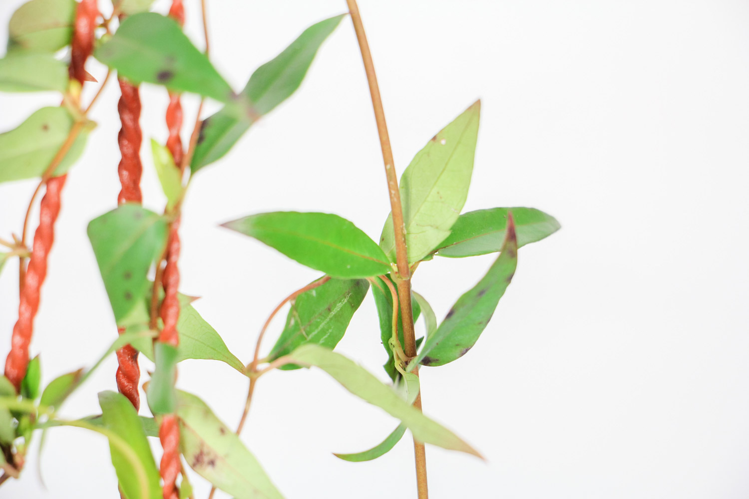 法國香水茉莉