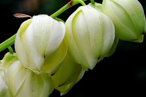 絲蘭開花不實要怎麼辦