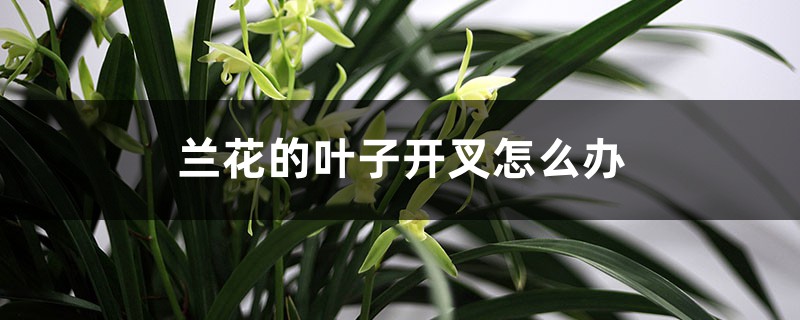 蘭花的葉子開叉怎麼辦，是什麼原因