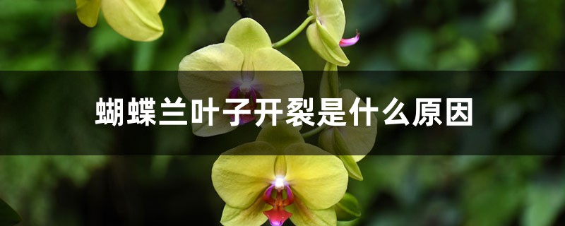 蝴蝶蘭葉子開裂是什麼原因，葉子褶皺變軟