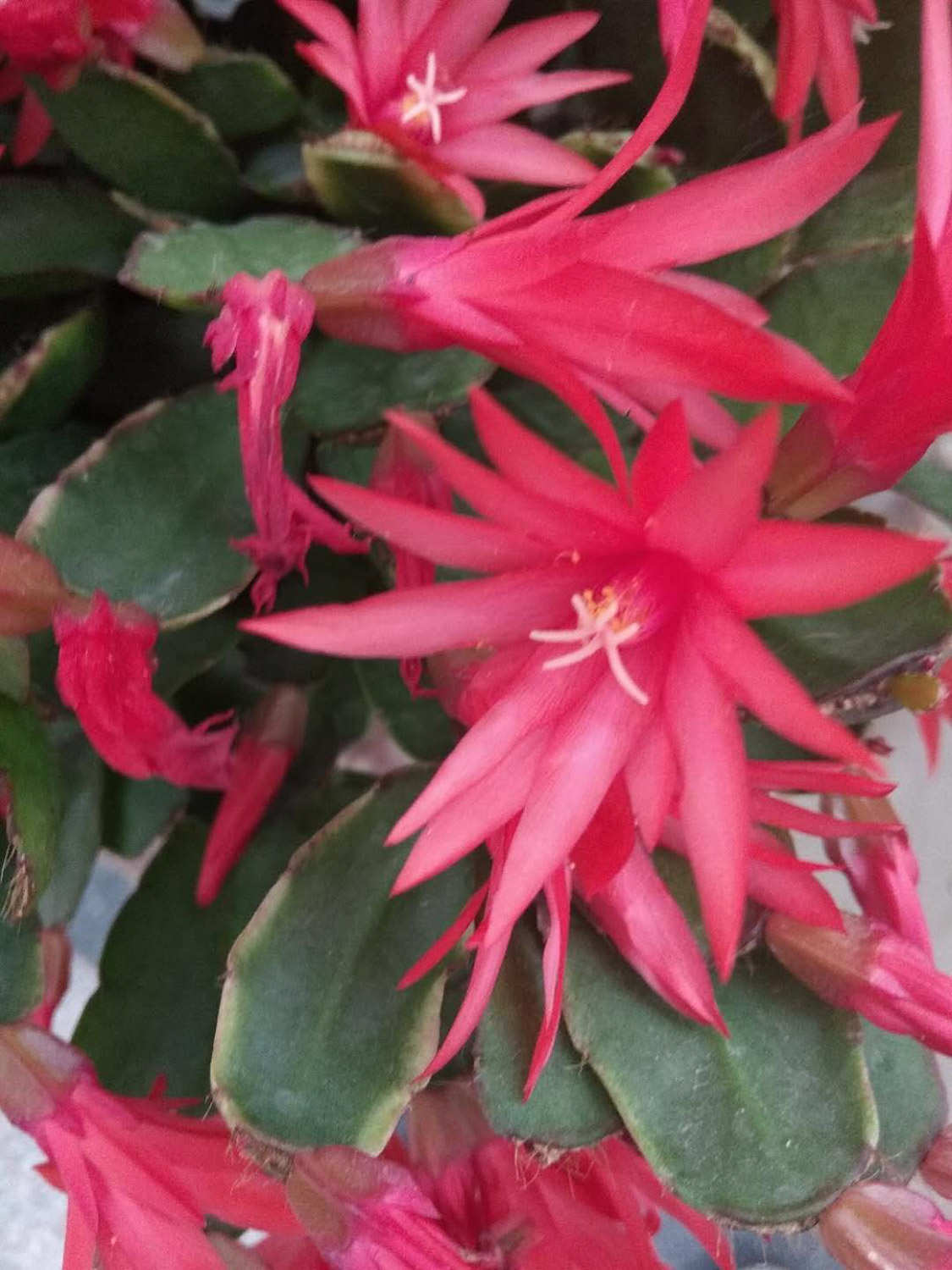 假曇花