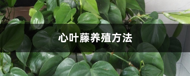 心葉藤養殖方法