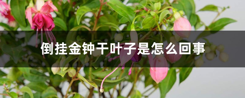 倒掛金鐘幹葉子是怎麼回事