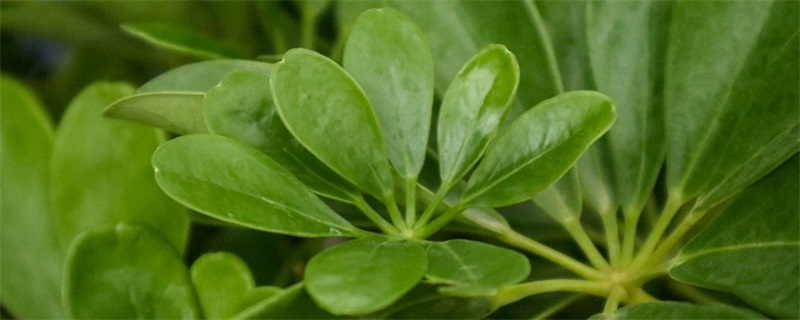 鴨腳木風水擺放三不要
