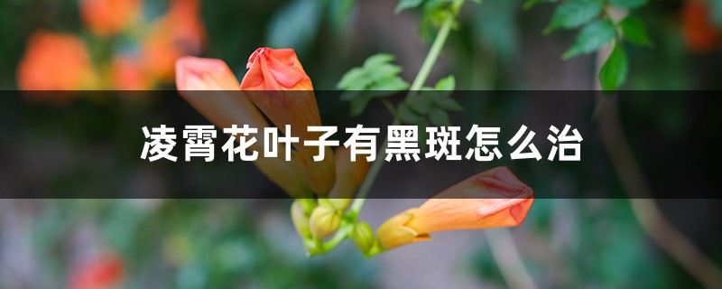 凌霄花葉子有黑斑怎麼治，葉子一碰就掉