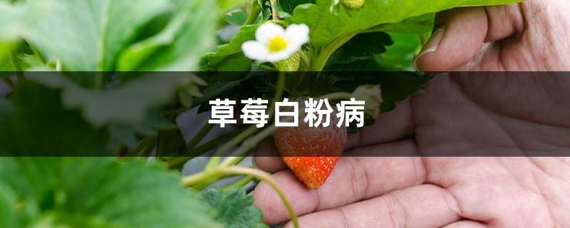 草莓白粉病怎麼治療