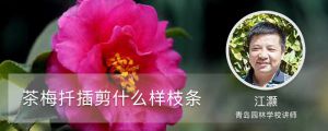 茶梅扦插剪什麼樣枝條