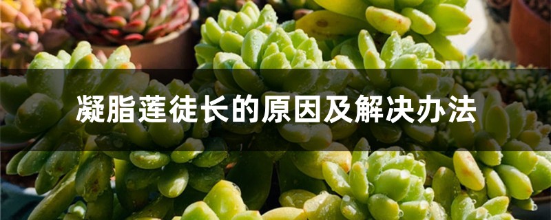 凝脂蓮徒長的原因及解決辦法