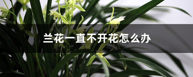 蘭花一直不開花怎麼辦，如何讓蘭花開花