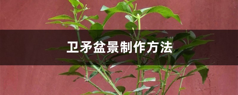 衛矛盆景製作方法