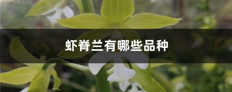 蝦脊蘭有哪些品種