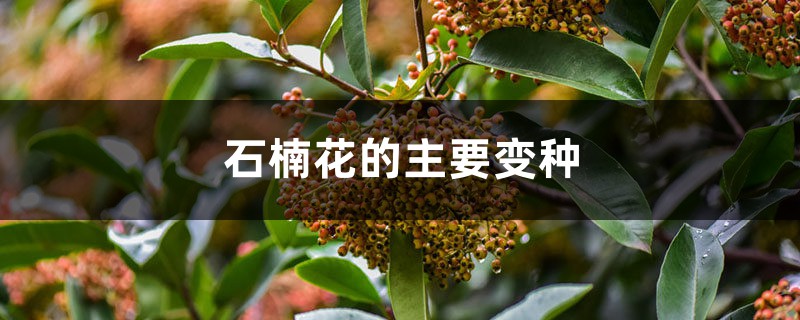 石楠花的主要變種