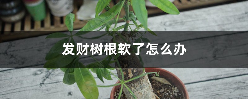 發財樹根軟了怎麼辦