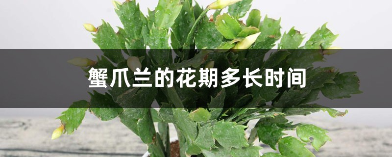 蟹爪蘭的花期多長時間，如何延長花期