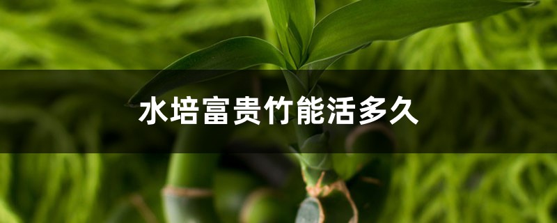 水培富貴竹能活多久，水培富貴竹多久生根