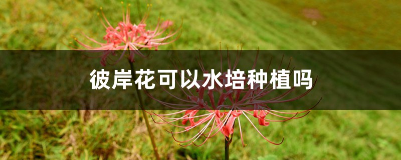 彼岸花可以水培種植嗎，彼岸花養殖方法水培